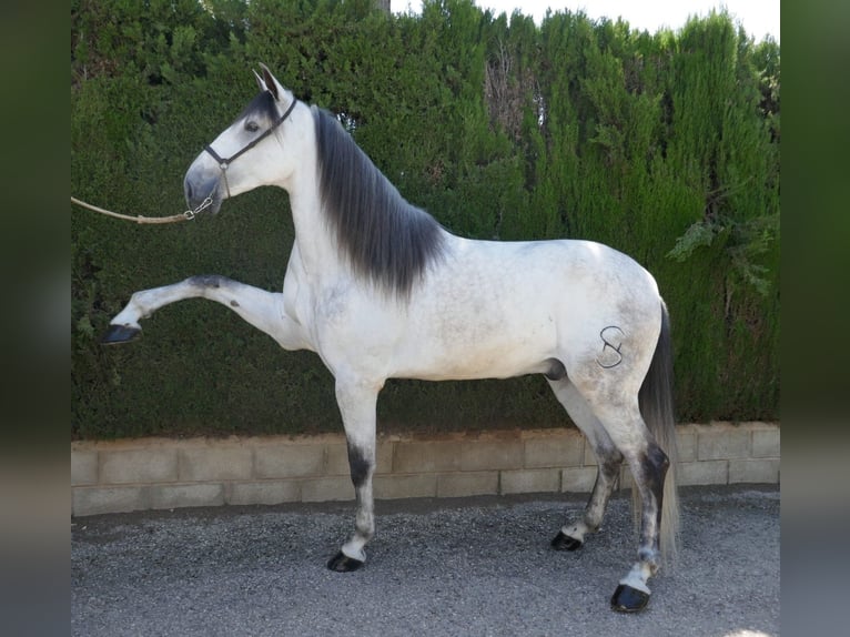 Andalou Hongre 7 Ans 168 cm Gris in Cordoba