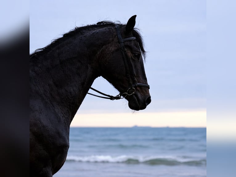 Andalou Hongre 7 Ans 168 cm Noir in Laviana