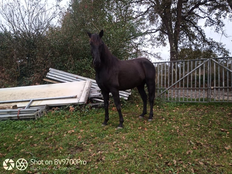 Andalou Hongre 7 Ans 168 cm Noir in Laviana