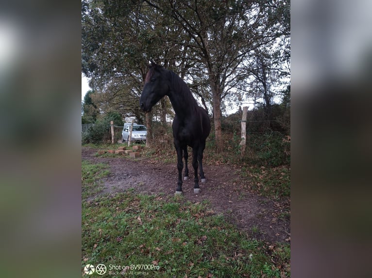 Andalou Hongre 7 Ans 168 cm Noir in Laviana