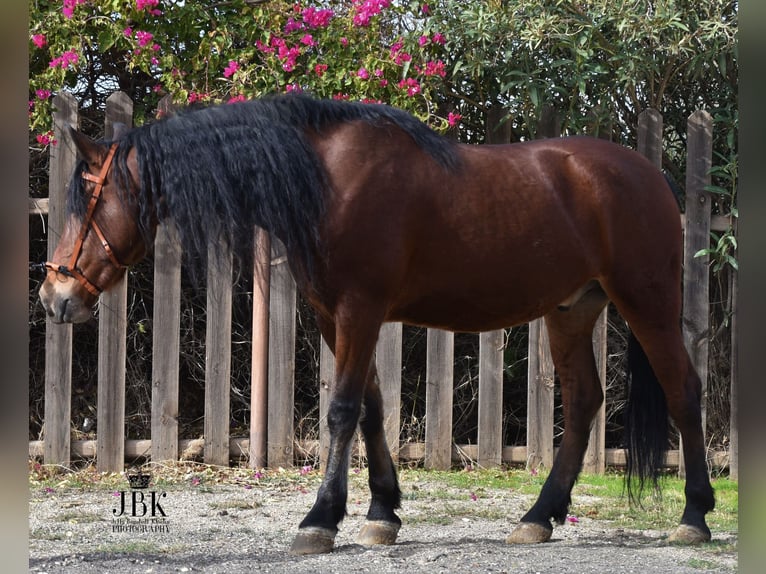 Andalou Hongre 7 Ans Bai in Tabernas Almeria