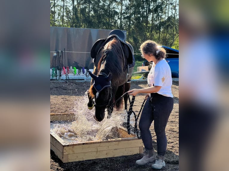 Andalou Hongre 8 Ans 153 cm Bai brun foncé in Michelau in Oberfranken