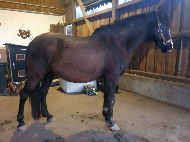 Andalou Hongre 8 Ans 153 cm Bai brun foncé in Michelau in Oberfranken