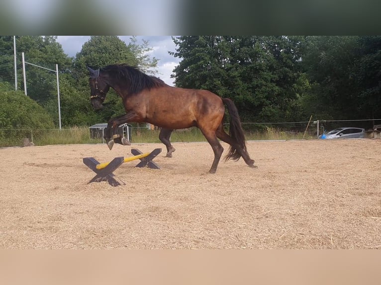 Andalou Hongre 8 Ans 153 cm Bai brun foncé in Michelau in Oberfranken