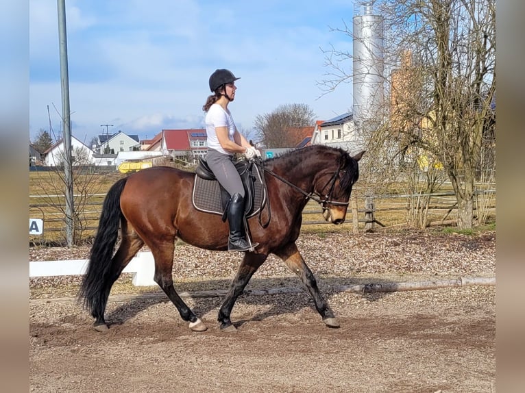 Andalou Croisé Hongre 8 Ans 154 cm Bai in Karlshuld