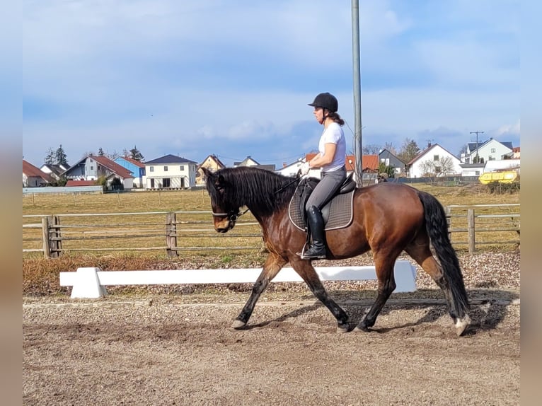 Andalou Croisé Hongre 8 Ans 154 cm Bai in Karlshuld