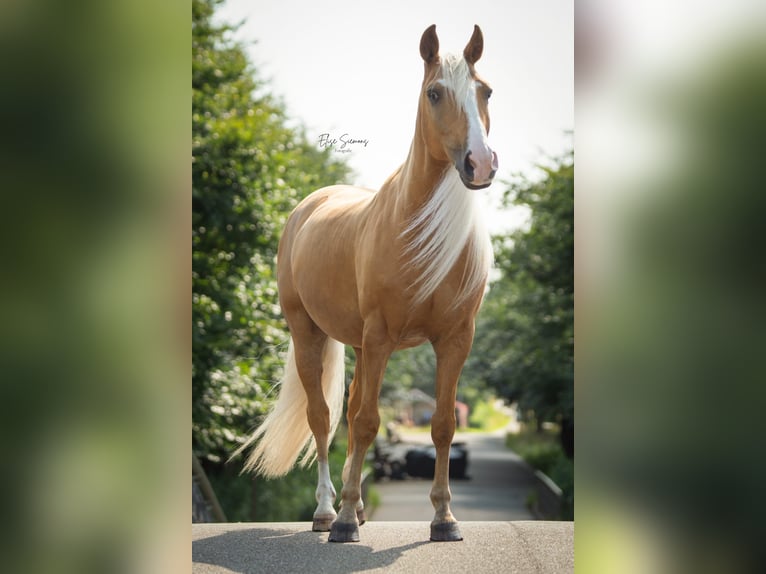 Andalou Hongre 8 Ans 154 cm Palomino in Venlo