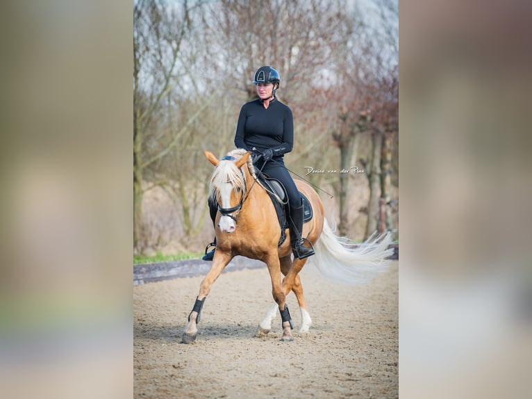 Andalou Hongre 8 Ans 154 cm Palomino in Venlo