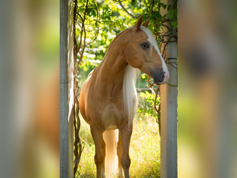 Andalou Hongre 8 Ans 154 cm Palomino in Venlo