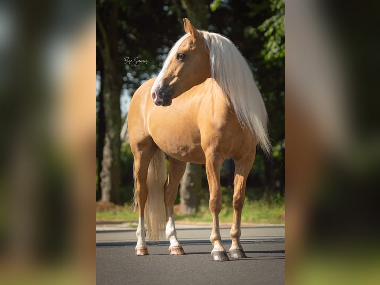 Andalou Hongre 8 Ans 154 cm Palomino in Venlo