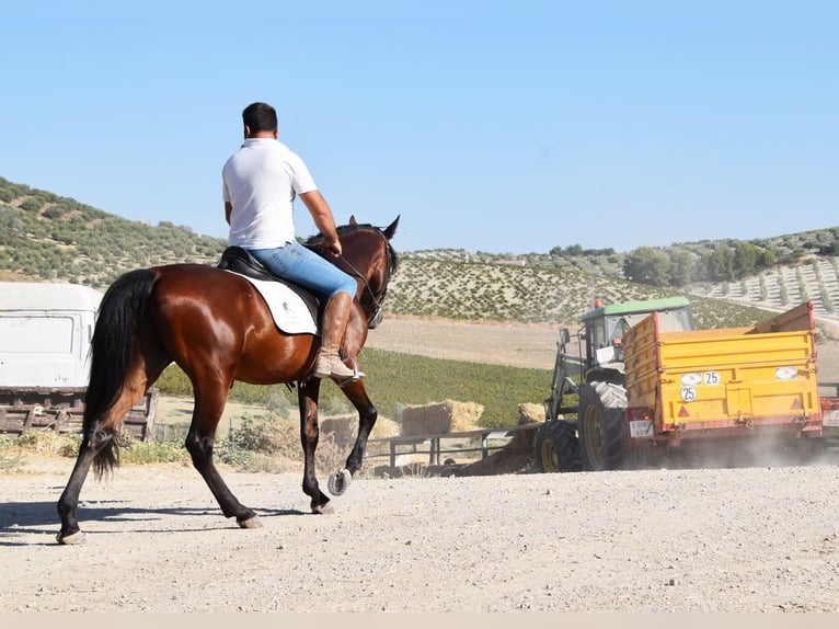 Andalou Hongre 8 Ans 155 cm Bai in Provinz Cordoba