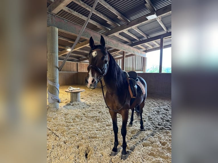 Andalou Hongre 8 Ans 155 cm  in Amlikon