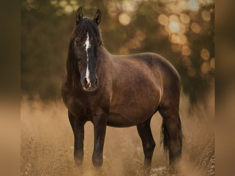 Andalou Hongre 8 Ans 155 cm  in Michelau in Oberfranken