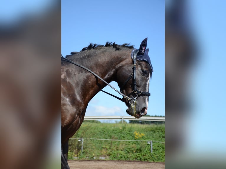 Andalou Hongre 8 Ans 155 cm  in Michelau in Oberfranken