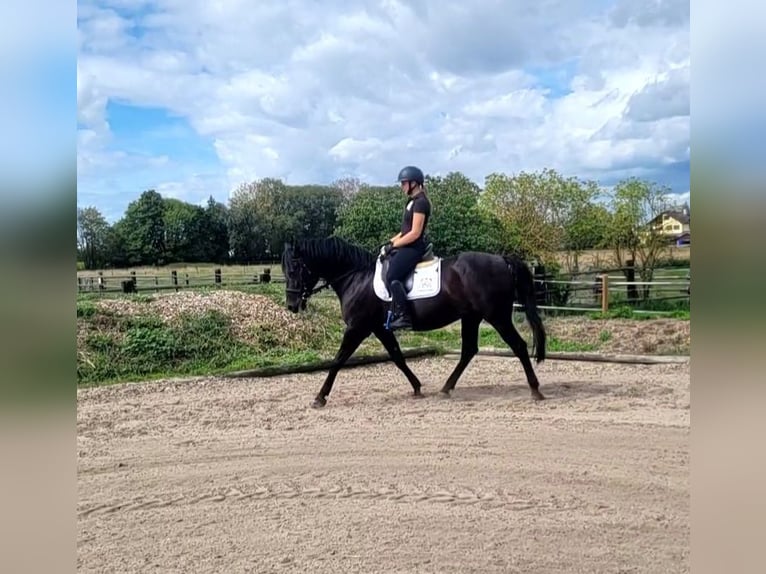 Andalou Hongre 8 Ans 155 cm Noir in Karlshuld