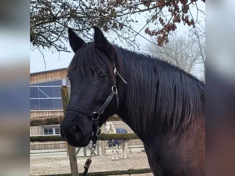 Andalou Croisé Hongre 8 Ans 156 cm Bai brun in Karlshuld