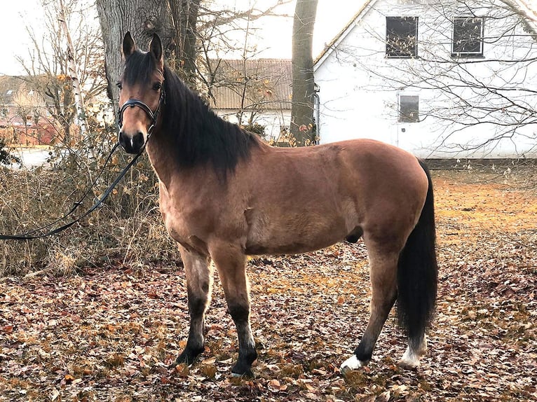 Andalou Hongre 8 Ans 157 cm Bai in Bötersen