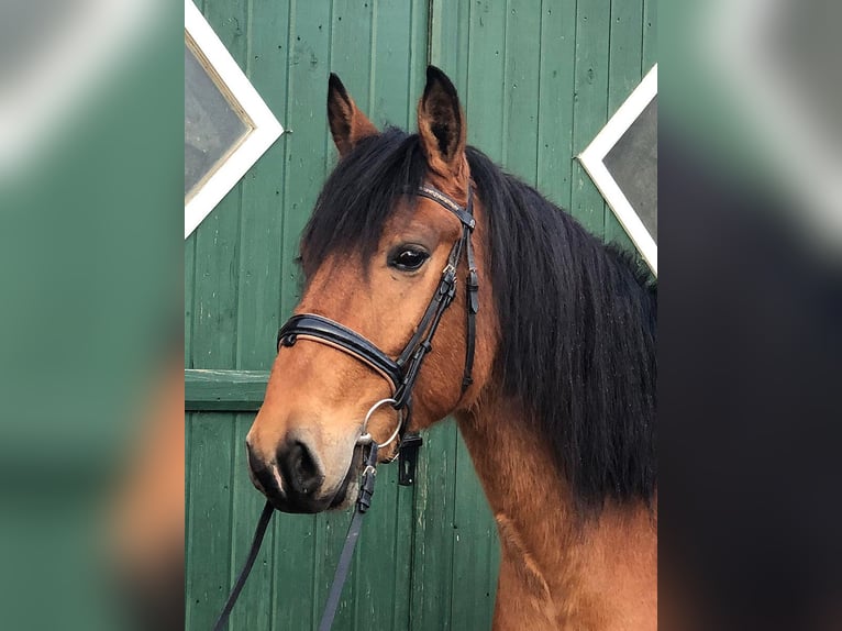 Andalou Hongre 8 Ans 157 cm Bai in Bötersen