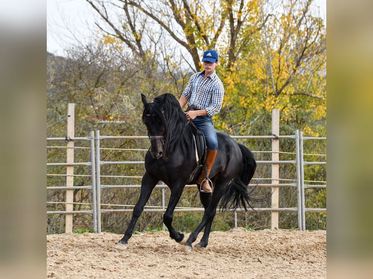 Andalou Hongre 8 Ans 157 cm Noir in Würzburg