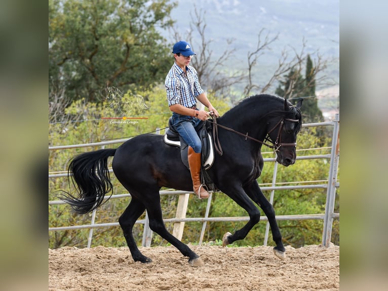 Andalou Hongre 8 Ans 157 cm Noir in Würzburg