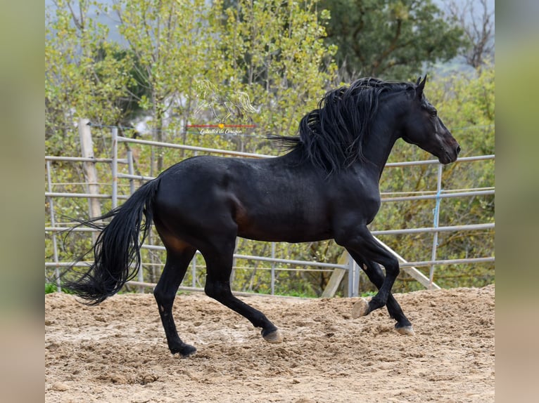 Andalou Hongre 8 Ans 157 cm Noir in Würzburg