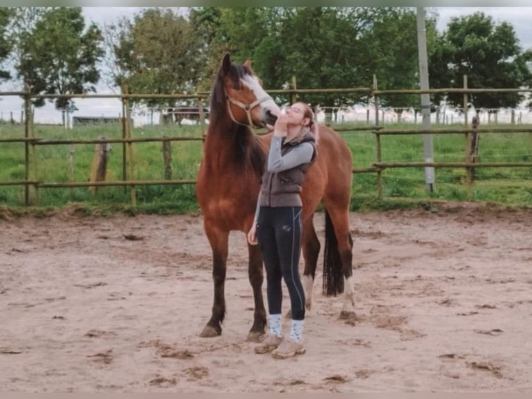 Andalou Croisé Hongre 8 Ans 158 cm Alezan in Gangelt