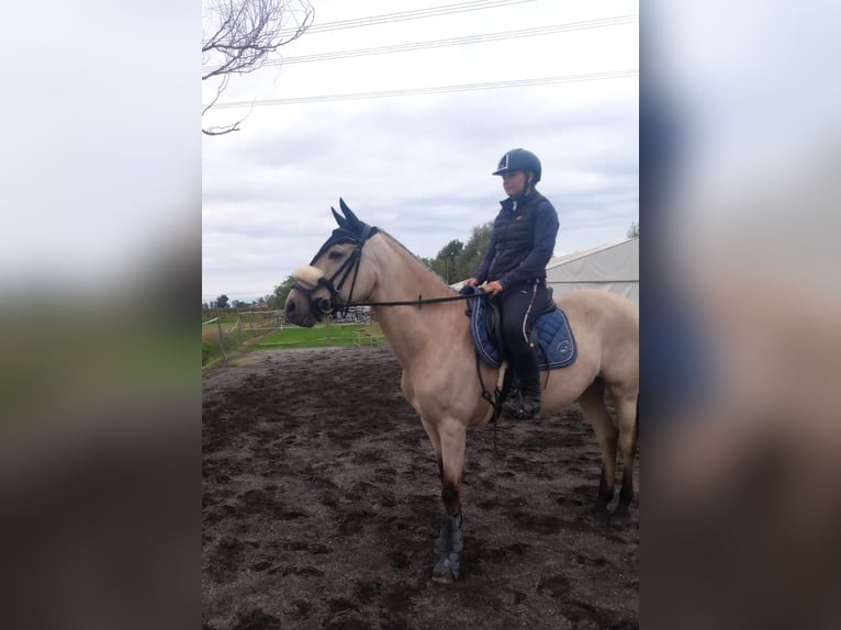 Andalou Croisé Hongre 8 Ans 158 cm Buckskin in Osterode am Harz