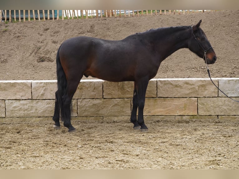 Andalou Hongre 8 Ans 160 cm Bai brun foncé in Krumbach