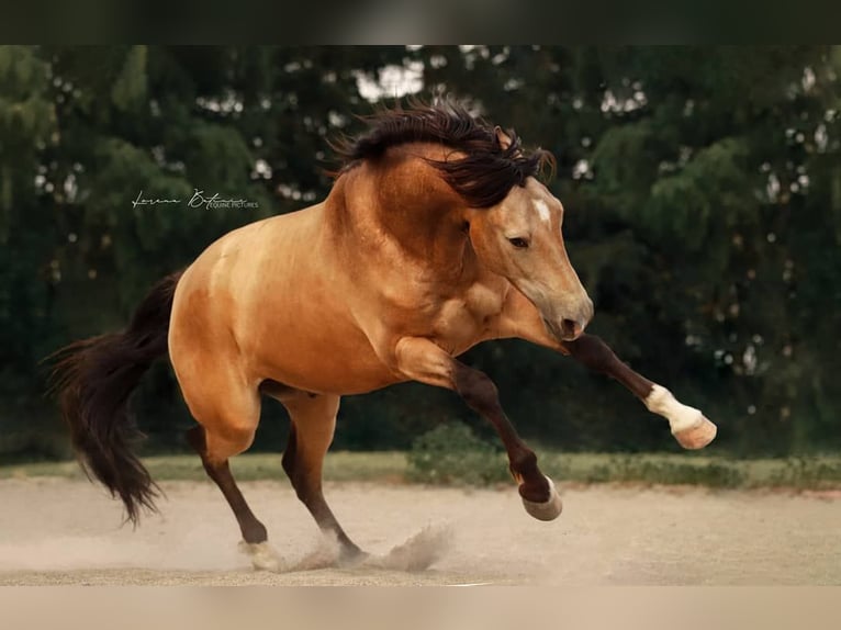 Andalou Hongre 8 Ans 160 cm Buckskin in Berg