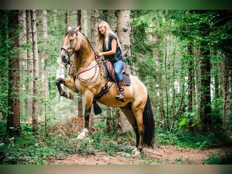 Andalou Hongre 8 Ans 160 cm Buckskin in Berg