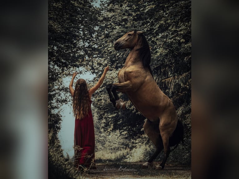 Andalou Hongre 8 Ans 160 cm Buckskin in Berg