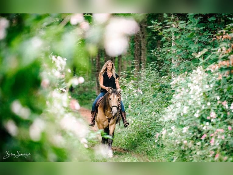 Andalou Hongre 8 Ans 160 cm Buckskin in Berg