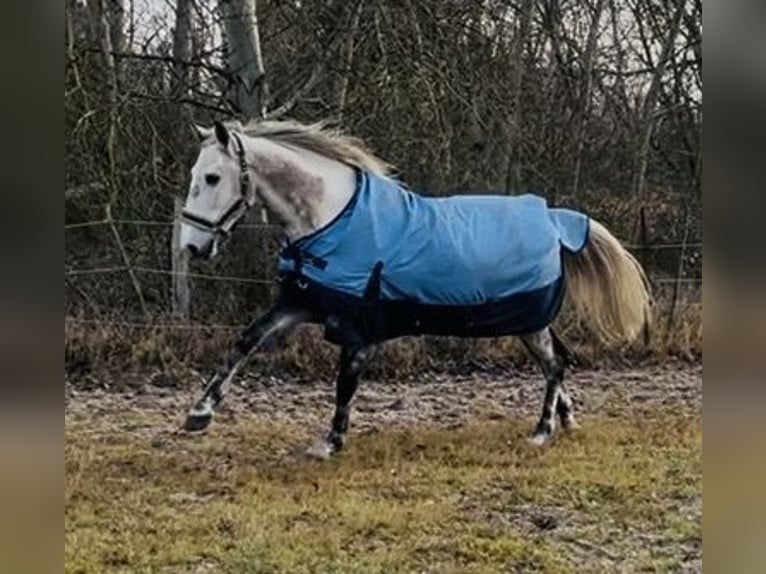 Andalou Hongre 8 Ans 162 cm Gris pommelé in Velpke