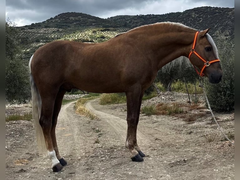 Andalou Croisé Hongre 8 Ans 162 cm Palomino in Santok