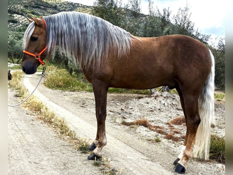 Andalou Croisé Hongre 8 Ans 162 cm Palomino in Santok