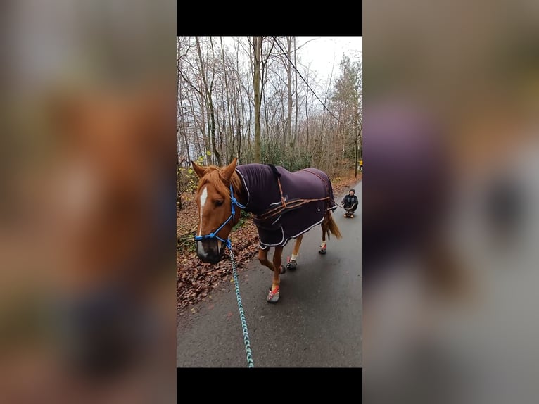 Andalou Croisé Hongre 8 Ans 163 cm Alezan in Langenfeld