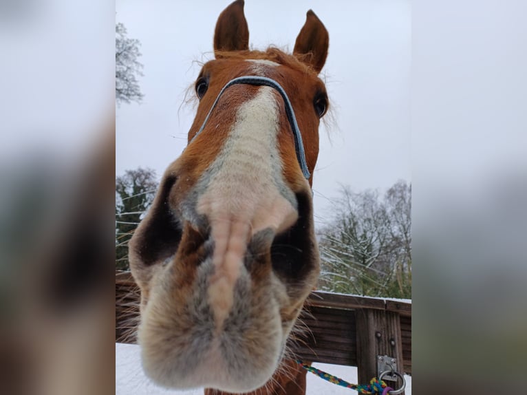 Andalou Croisé Hongre 8 Ans 163 cm Alezan in Langenfeld