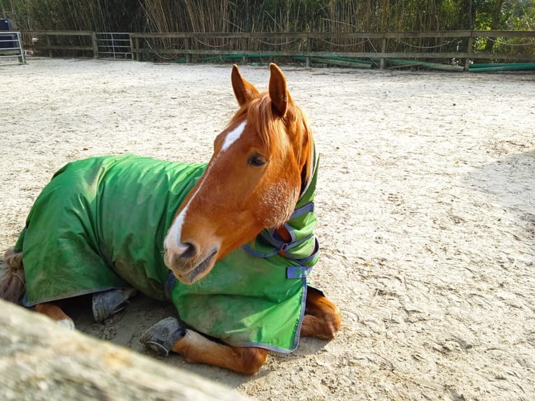 Andalou Croisé Hongre 8 Ans 163 cm Alezan in Langenfeld