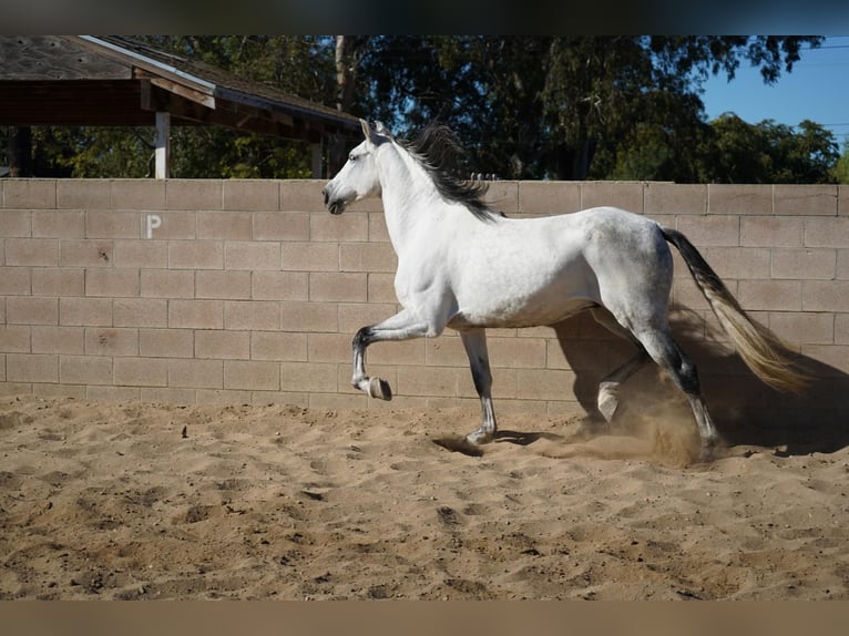 Andalou Hongre 8 Ans 163 cm Blanc in Corona, CA