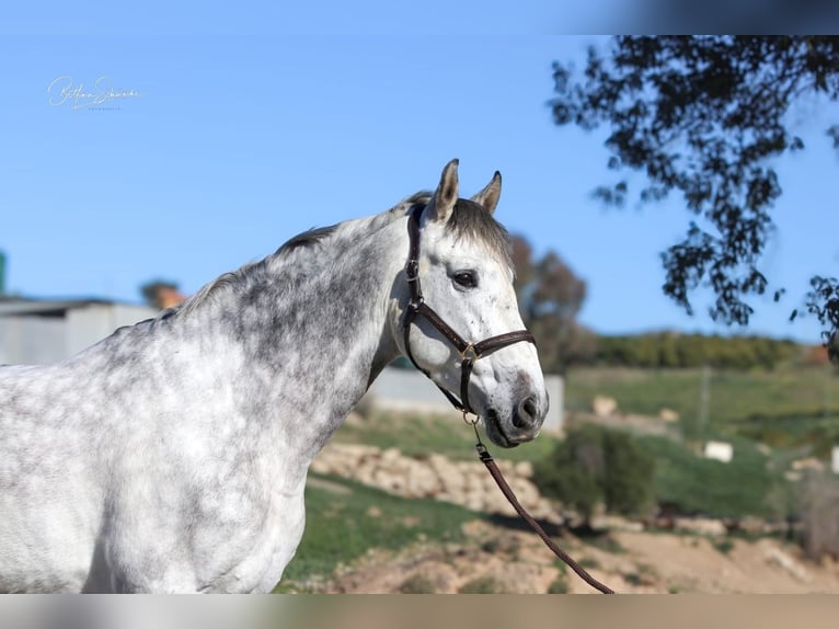 Andalou Hongre 8 Ans 163 cm Gris in Malaga