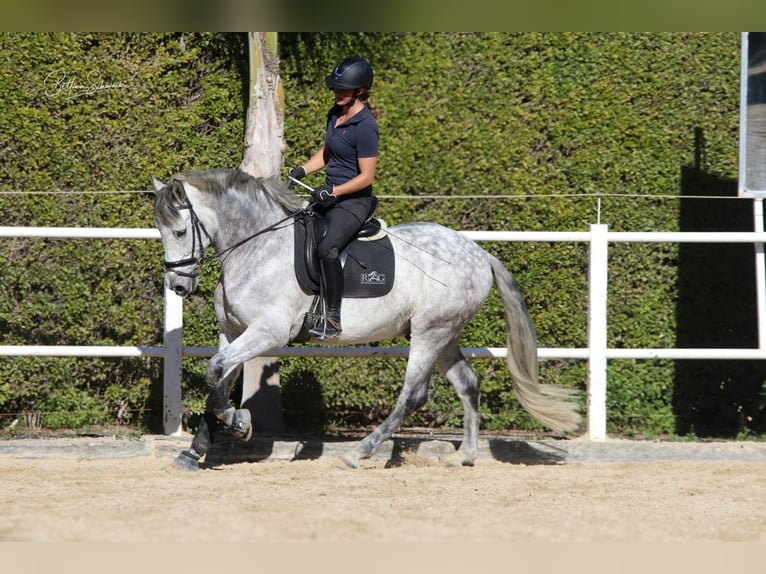 Andalou Hongre 8 Ans 163 cm Gris in Malaga