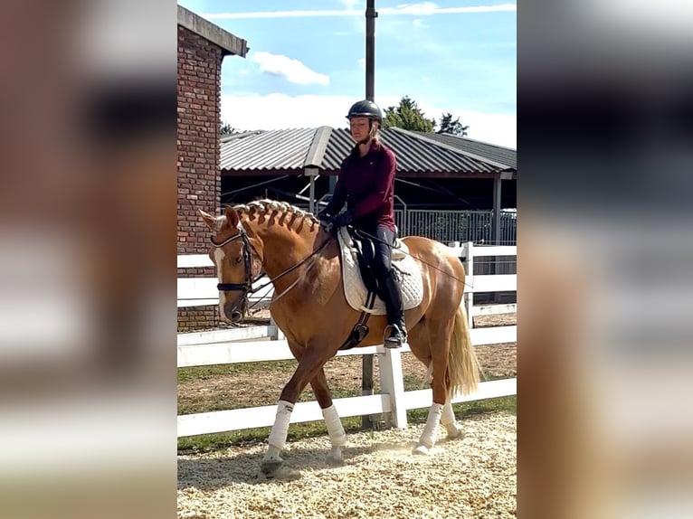 Andalou Hongre 8 Ans 163 cm Palomino in 41061