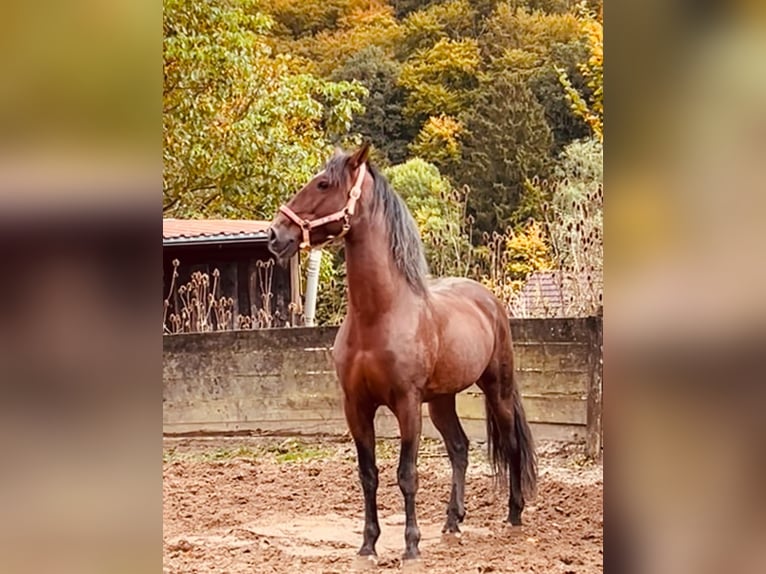 Andalou Croisé Hongre 8 Ans 165 cm Alezan brûlé in Osterode am Harz