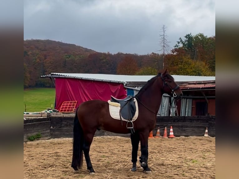 Andalou Croisé Hongre 8 Ans 165 cm Alezan brûlé in Osterode am Harz