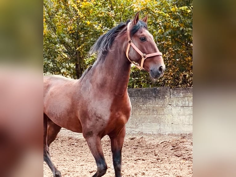 Andalou Croisé Hongre 8 Ans 165 cm Alezan brûlé in Osterode am Harz