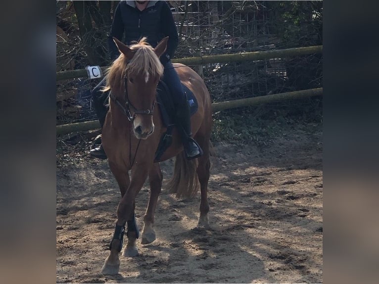 Andalou Hongre 8 Ans 165 cm Alezan in Korschenbroich