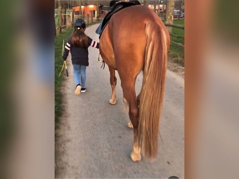 Andalou Hongre 8 Ans 165 cm Alezan in Korschenbroich