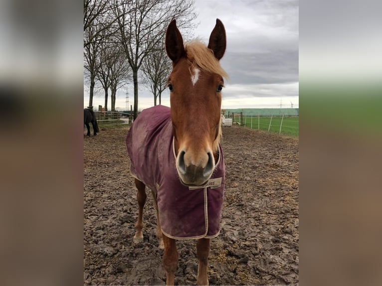 Andalou Hongre 8 Ans 165 cm Alezan in Korschenbroich