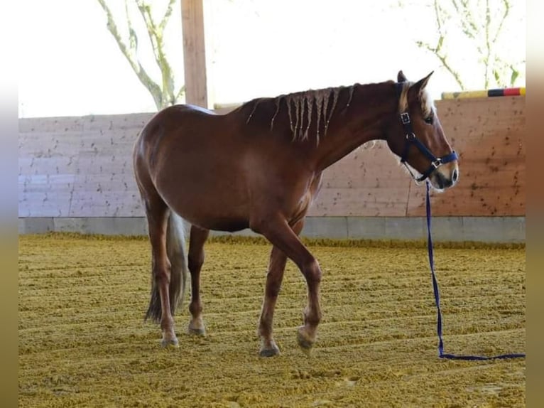 Andalou Hongre 8 Ans 165 cm Alezan in Korschenbroich