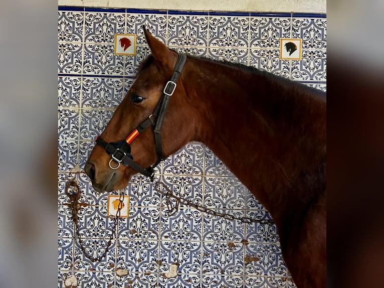 Andalou Hongre 8 Ans 165 cm Bai in BEAUCAIRE